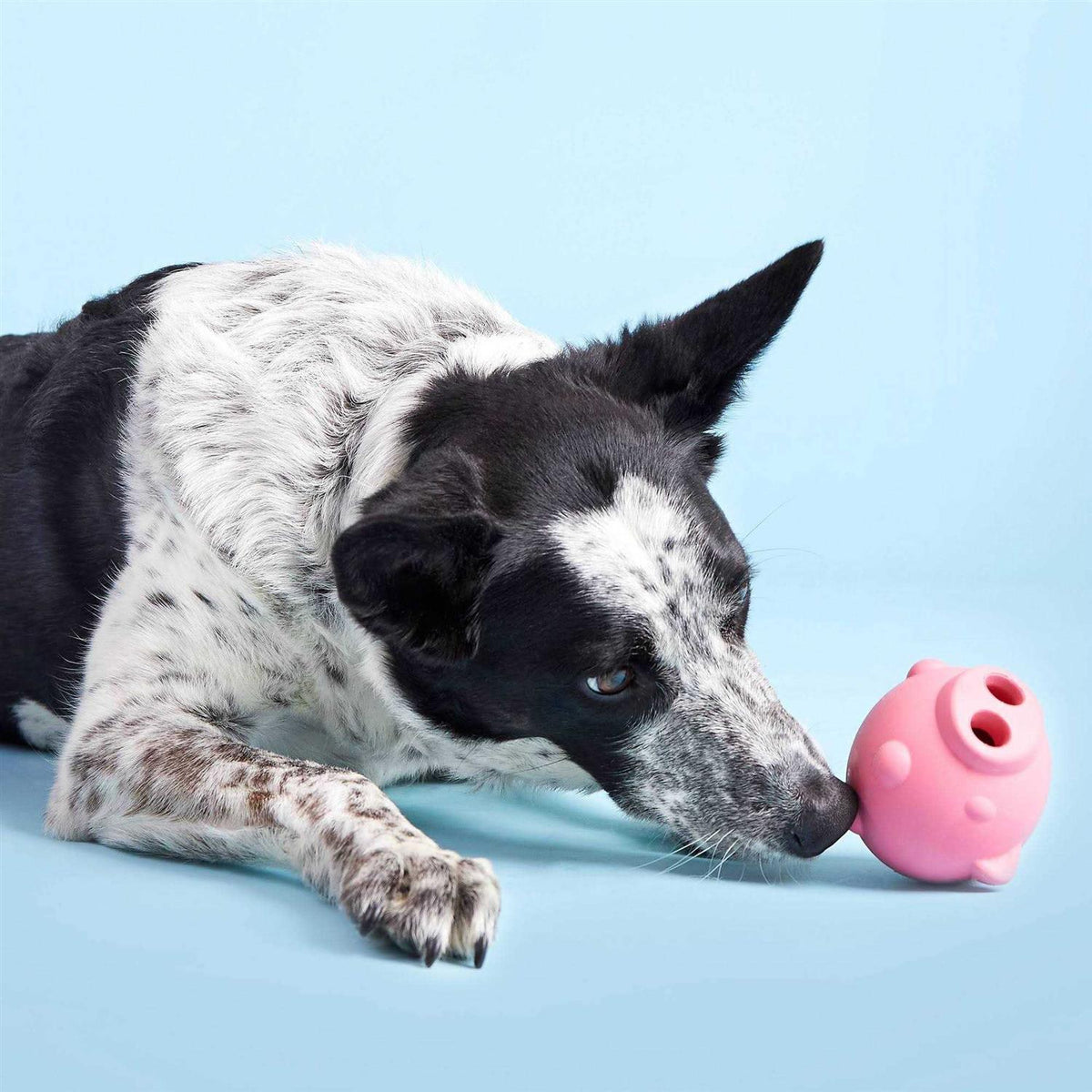 Pig Dog Toy Z29906