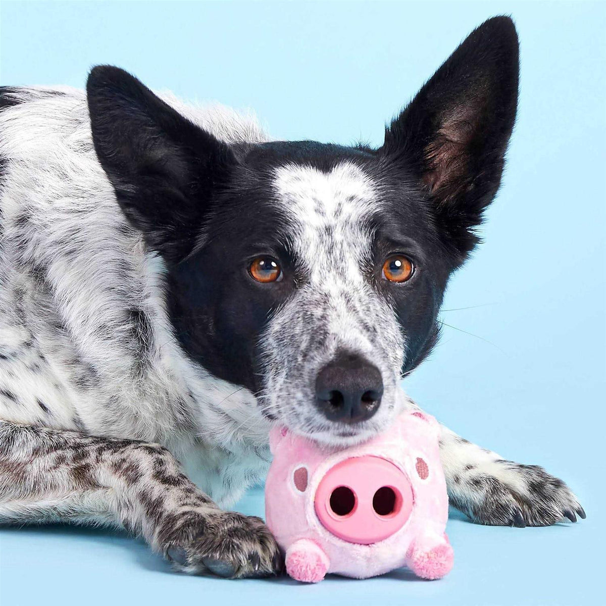 Pig Dog Toy Z29906