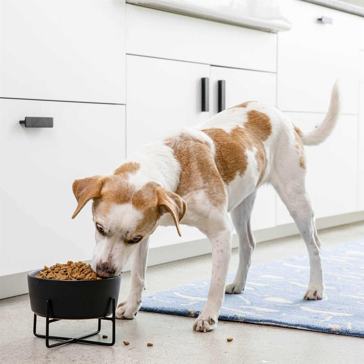 Solid Dog Bowl Stand X74861