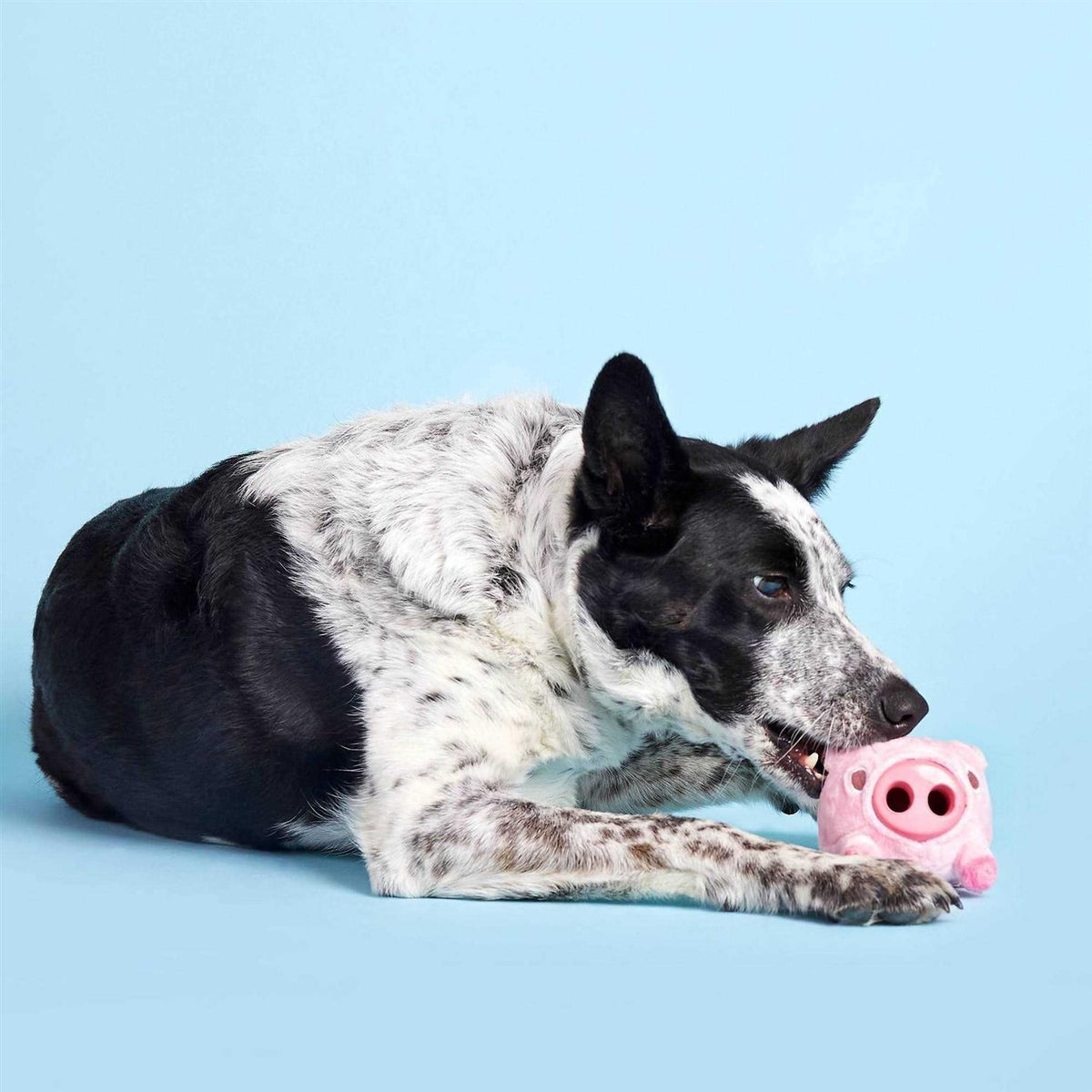 Pig Dog Toy Z29906